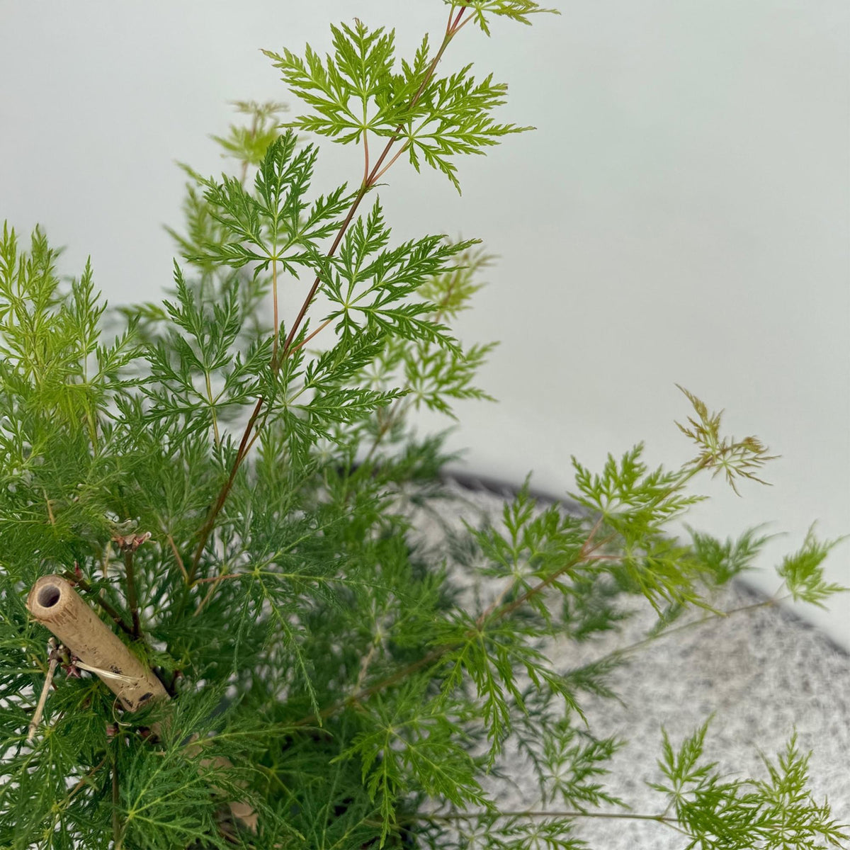 Green boutiQ - Plante de terrasse - Érable du Japon - Acer palmatum Emerald Lace - Vert - 1 plante - Caduc - Pot 19 cm, hauteur 70 cm