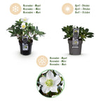 Green boutiQ - Plante de jardin - Rose de Noël - Hellébore Christmas Carol - Fleur Blanche - 4 Plantes - Persistante - Pot 10,5cm Hauteur 25cm