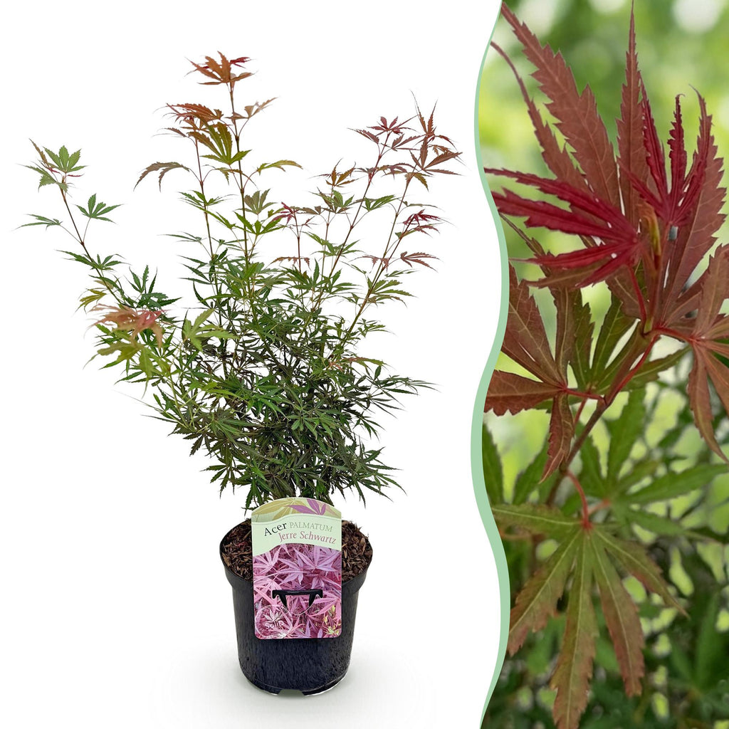 Green boutiQ - Terrassenpflanze - Japanischer Ahorn - Acer palmatum Jerre Swarts - Dunkelrot - 1 Pflanze - Laubabwerfend - Topf 19cm Höhe 70cm