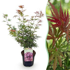 Green boutiQ - Terrassenpflanze - Japanischer Ahorn - Acer palmatum Jerre Swarts - Dunkelrot - 1 Pflanze - Laubabwerfend - Topf 19cm Höhe 70cm