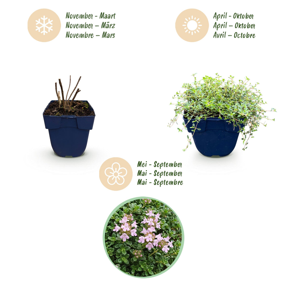 Green boutiQ - Vivace - Thymus praecox Minor - Thym serpolet - Parfumé - Rose - 6 plantes - Pot 11cm - Hauteur 15-25cm