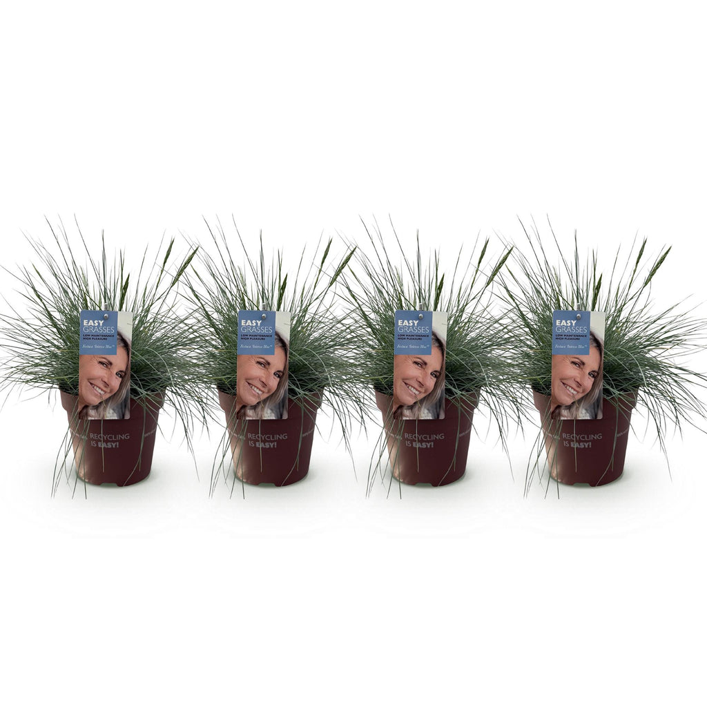 Green boutiQ - Graminées ornementales - Festuca glauca Intense Blue - Bleu - 4 plantes - Persistant - Peu d'entretien - Pot 17cm Hauteur 50cm
