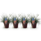 Green boutiQ - Graminées ornementales - Festuca glauca Intense Blue - Bleu - 4 plantes - Persistant - Peu d'entretien - Pot 17cm Hauteur 50cm
