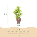 Green boutiQ - Haies - Carpinus betulus - feuillage vert - 6 plantes - 1 mètre linéaire - caduc - pot 17 cm hauteur 55 cm
