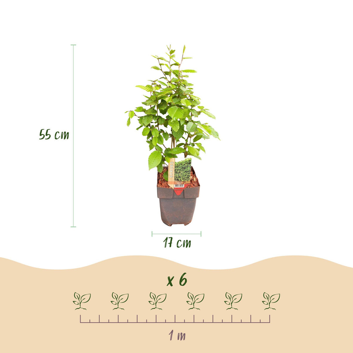 Green boutiQ - Haies - Carpinus betulus - feuillage vert - 6 plantes - 1 mètre linéaire - caduc - pot 17 cm hauteur 55 cm