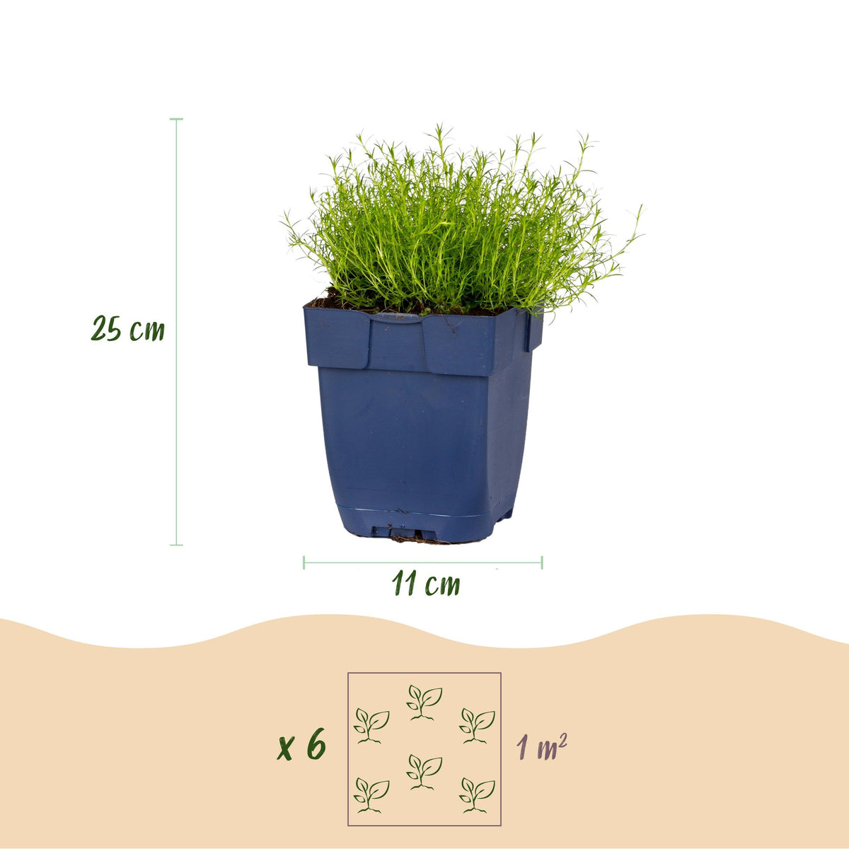 Green boutiQ - Perennial - Sagina subulata - Stonecrop - White - 1 Plant - Pot 11cm - Height 15-25cm