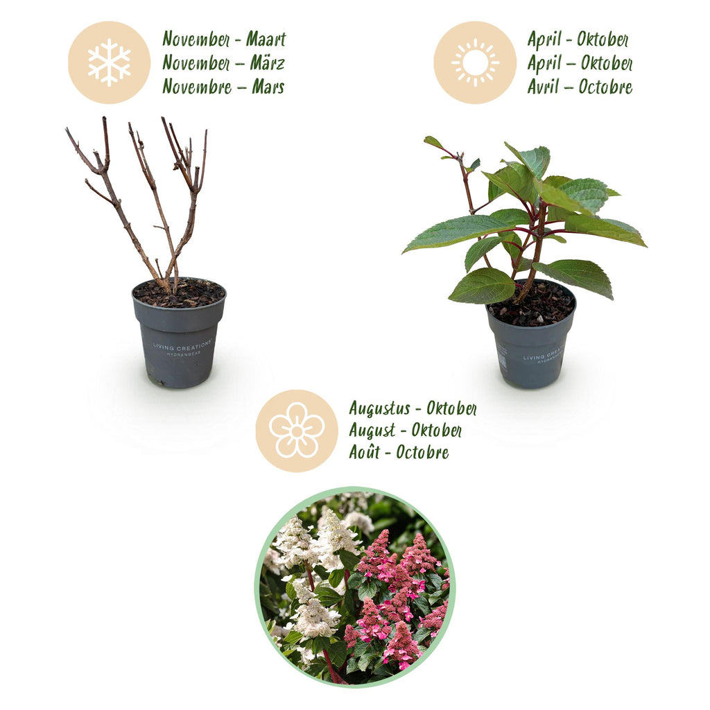 Green boutiQ - Plante de jardin - Hydrangea paniculata Living Infinity - Hortensia paniculé - Rustique - Blanc - 1 plante - Pot 12 cm - Hauteur 20-30 cm