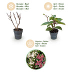 Green boutiQ - Plante de jardin - Hydrangea paniculata Living Infinity - Hortensia paniculé - Rustique - Blanc - 1 plante - Pot 12 cm - Hauteur 20-30 cm