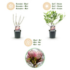Green boutiQ - Arbustes - Magnolia Soulangiana - Fleurs rose clair - 1 plante - Caduc - Peu d'entretien - Pot 17cm Hauteur 45cm