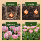 Green boutiQ - Bloembollen - Tulp Double Pink - Kleur Roze - 12 stuks - Bolmaat 11/12 - XXL Pack - foto 4