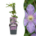 4x Clematis Justa - Clématite - Bleu clair - Plante grimpante - Ø9cm - ↕35cm