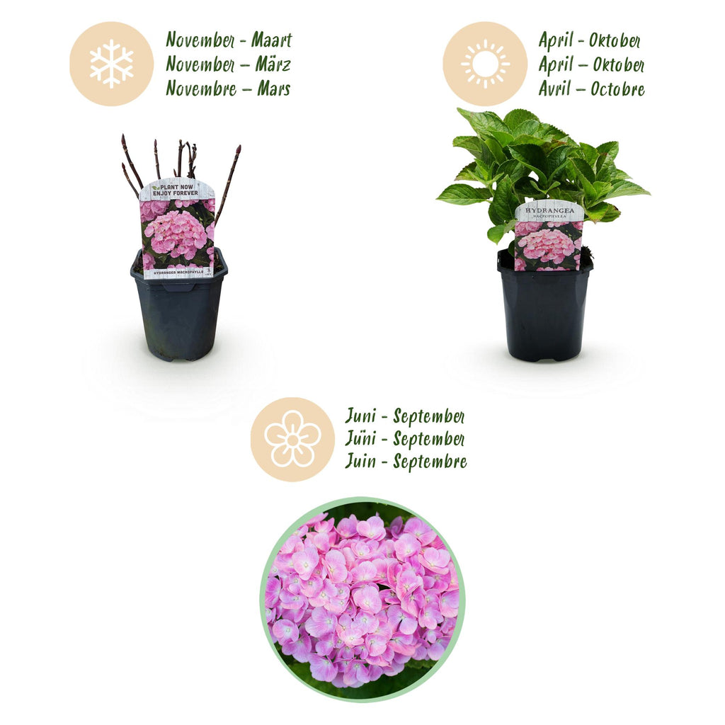 Green boutiQ - Hortensia - Hydrangea macrophylla Pink - Bloem Roze - 1 Plant -  Bladverliezend - Weinig Onderhoud - Pot 17cm Hoogte 30cm