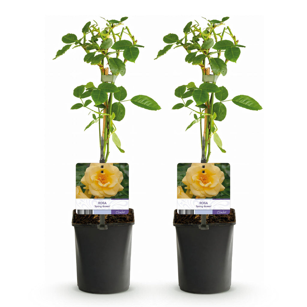 Green boutiQ - Rosier grimpant - Rosa Spring Queen - Fleur jaune - Peu d'entretien - 2 plantes - Pot 11cm Hauteur 40cm