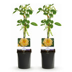 Green boutiQ - Rosier grimpant - Rosa Spring Queen - Fleur jaune - Peu d'entretien - 2 plantes - Pot 11cm Hauteur 40cm