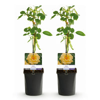 Green boutiQ - Klimroos - Rosa Spring Queen -Bloem  Geel - Weinig onderhoud - 2 planten - Pot 11cm Hoogte 40cm