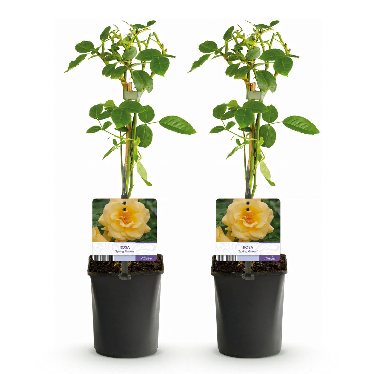 Green boutiQ - Rosier grimpant - Rosa Spring Queen - Fleur jaune - Peu d'entretien - 2 plantes - Pot 11cm Hauteur 40cm