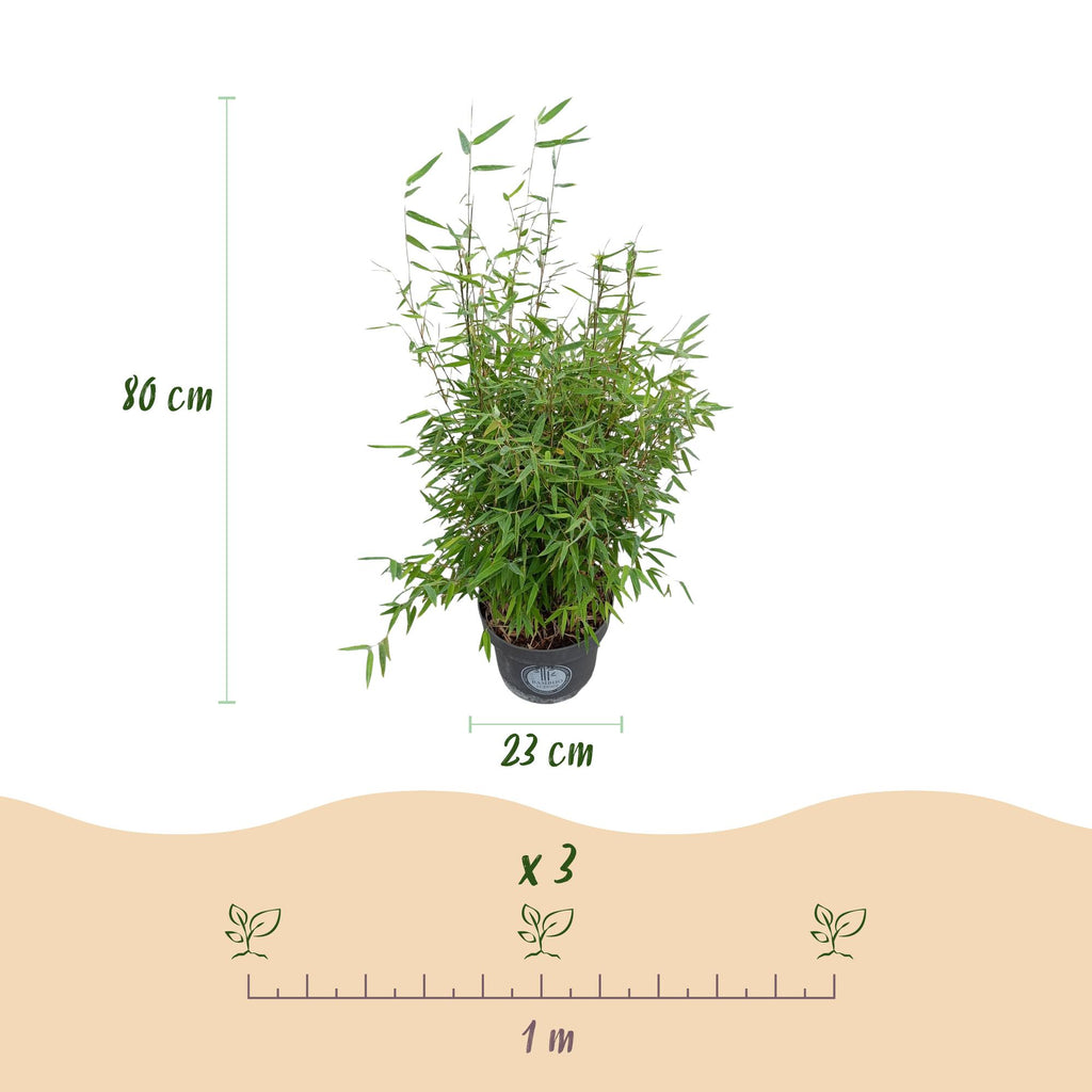 Green boutiQ - Graminées - Fargesia nitida Red Dragon - Bambou non traçant - Persistant - Vert - 2 Plantes - Pot 23 cm - Hauteur 80 cm