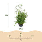 Green boutiQ - Graminées - Fargesia nitida Red Dragon - Bambou non traçant - Persistant - Vert - 2 Plantes - Pot 23 cm - Hauteur 80 cm