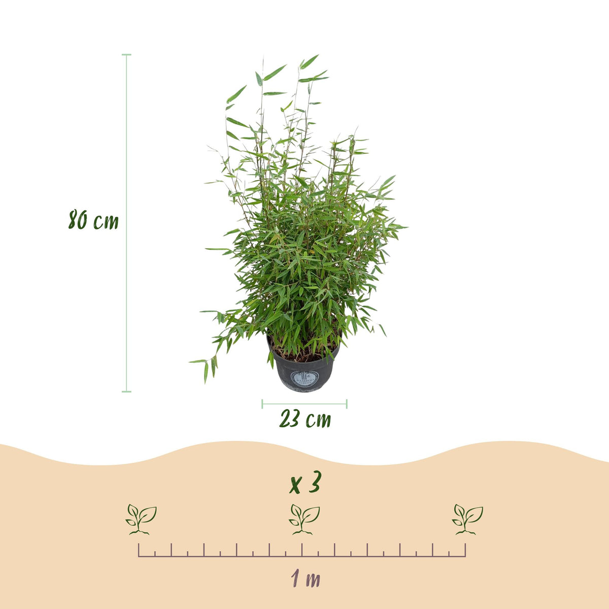 Green boutiQ - Graminées - Fargesia nitida Red Dragon - Bambou non traçant - Persistant - Vert - 2 Plantes - Pot 23 cm - Hauteur 80 cm