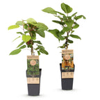Green boutiQ - Plant fruitier - Actinidia Weiki & Hayward - Plant de kiwi - 1 mâle - 1 femelle - Plantes - Vert - Pot 15cm - Hauteur 50cm