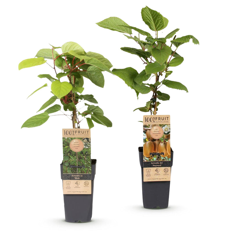 Green boutiQ - Fruitplant - Actinidia Weiki & Hayward - Kiwiplant - 1 Mannelijke - 1 Vrouwelijke - Planten - Groen - Pot 15cm - Hoogte 50cm