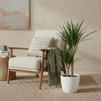 Green boutiQ - Plante d'intérieur - Dragonnier - Dracaena Marginata - Vert - Entretien facile - 1 Plante - avec Pot Blanc - Pot 21cm - Hauteur 90 - 100cm