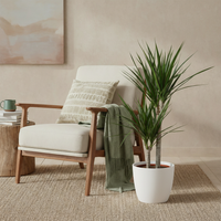 Green boutiQ - Kamerplant - Drakenbloedboom - Dracaena Marginata - Groen - Weinig onderhoud - 1 Plant - met Potter Wit - Pot 21cm - Hoogte 90 - 100cm