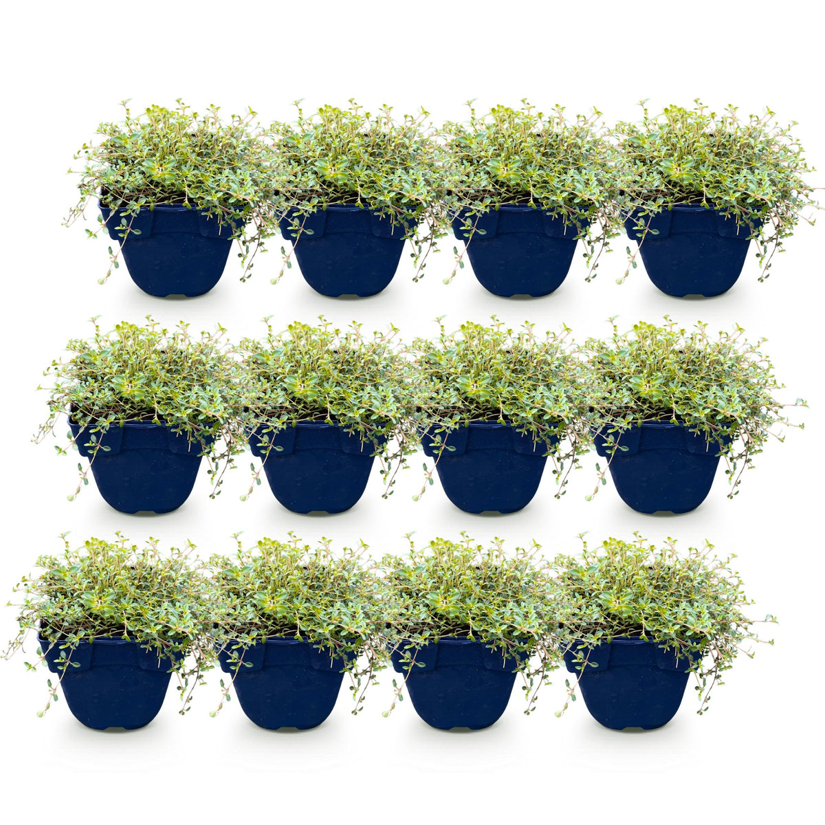 Green boutiQ - Perennial - Thymus citr. Sambesi - Lemon Thyme - Fragrant - Yellow - 12 Plants - Pot 11cm - Height 15-25cm