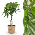 Green BoutiQ - Le vert, c'est... Plantes d'intérieur - Pachira Aquatica tronc tressé - Arbre à monnaie - Peu d'entretien - avec panier - Vert - 1 plante - Pot 21cm - Hauteur 80-90cm