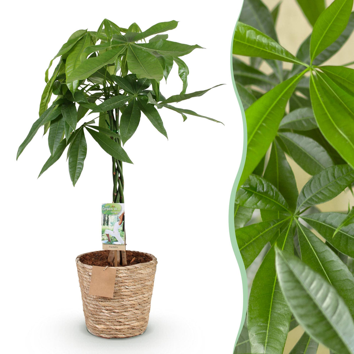 Green BoutiQ - Le vert, c'est... Plantes d'intérieur - Pachira Aquatica tronc tressé - Arbre à monnaie - Peu d'entretien - avec panier - Vert - 1 plante - Pot 21cm - Hauteur 80-90cm