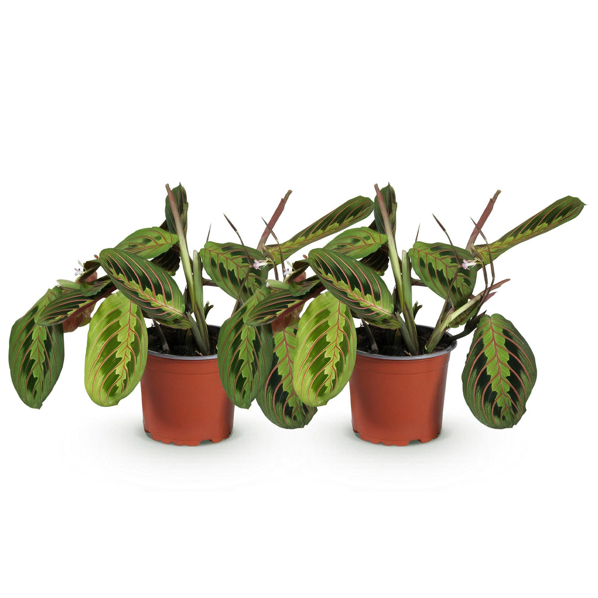 Green boutiQ - Plante d'intérieur - Maranta Fascinator Tricolour - Plante prière - Sans danger pour les animaux - Vert - 2 plantes - Pot 12cm - Hauteur 30-35cm