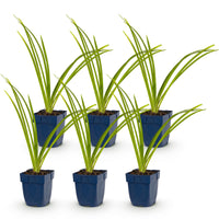 Green boutiQ - Vasteplant - Hemerocallis Pink Damask - Daglelie - Bijen en Vlinderlokkers - Roze - 6 Planten - Pot 11cm - Hoogte 15-25cm