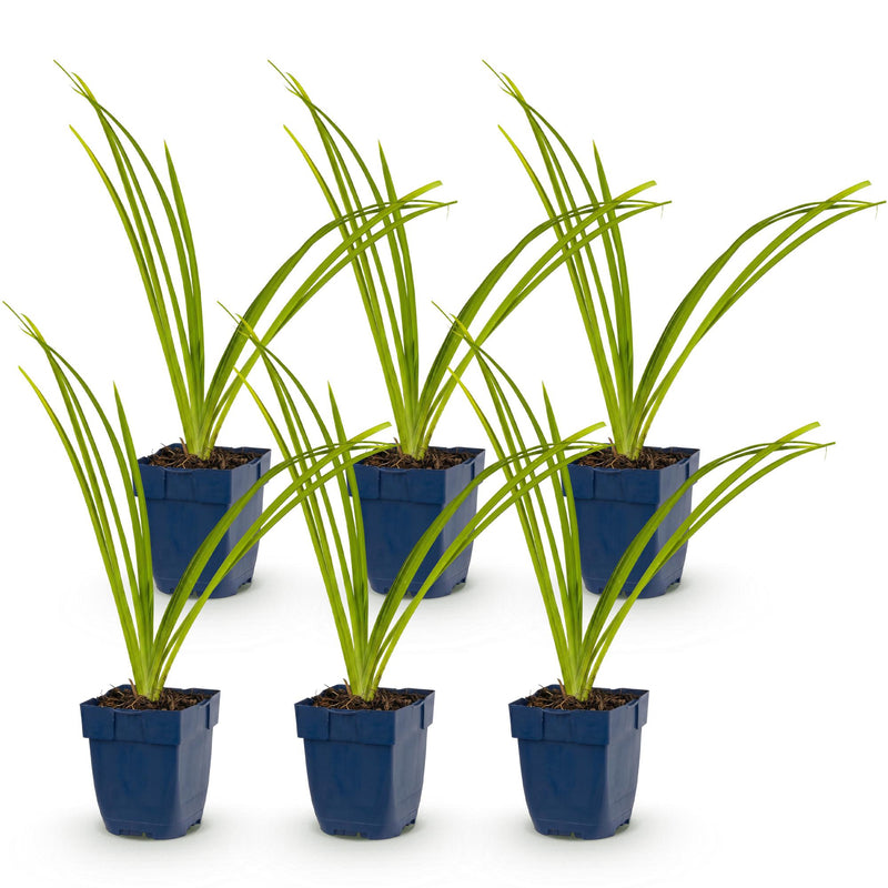 Green boutiQ - Vasteplant - Hemerocallis Pink Damask - Daglelie - Bijen en Vlinderlokkers - Roze - 6 Planten - Pot 11cm - Hoogte 15-25cm