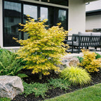 Green boutiQ - Plante de jardin - Acer palmatum Jordan - Érable du Japon - Caduc - Jaune - 1 - Pot 26cm - Hauteur 90cm