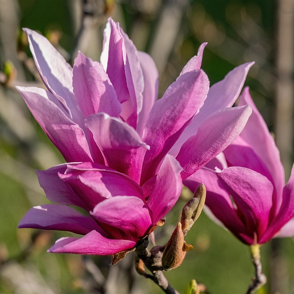 Green boutiQ - Gartenpflanze - Magnolia liliiflora Nigra - Blüte Lila - 3 Pflanzen - Laubabwerfend - Pflegeleicht - Topf 12cm Höhe 30cm