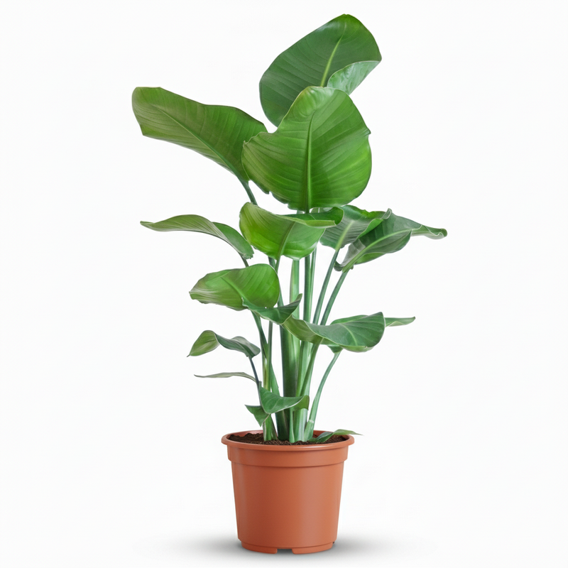 Green boutiQ - Kamerplant - Paradijsvogelplant - Stelitzia Nicolai - Groen - Weinig onderhoud - 1 Plant - Pot 19cm - Hoogte 80 - 90cm