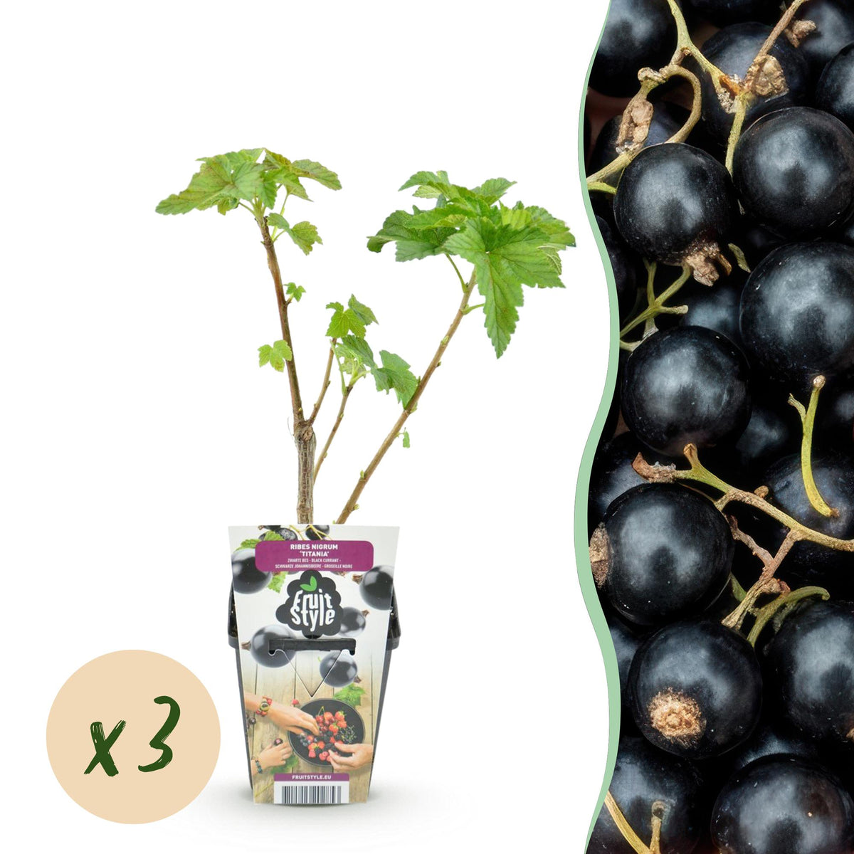 Green boutiQ - Plants fruitiers - Cassis - Ribes nigrum Titania - Rustique - 3 plantes - Pot 9 cm - Cassis