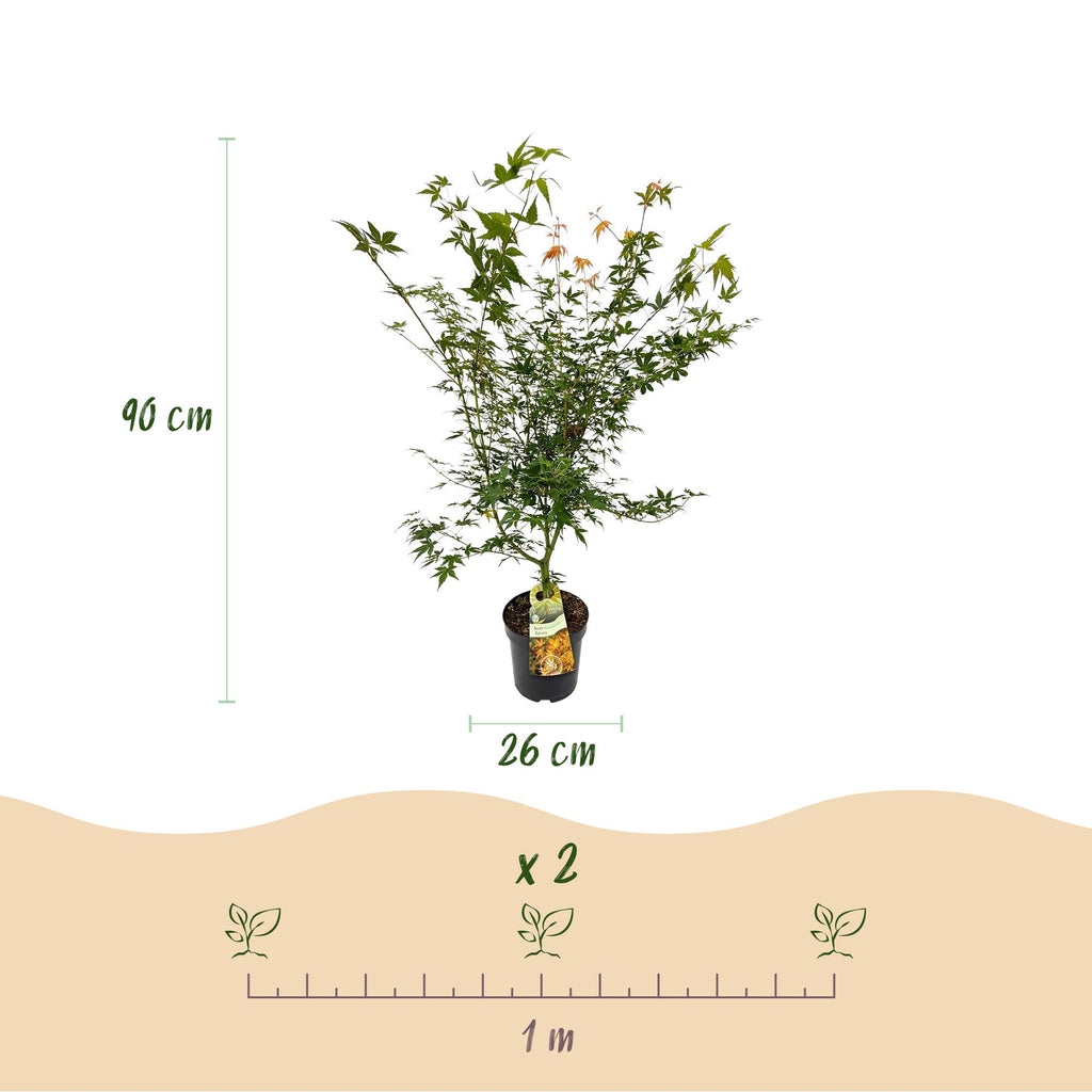 Green boutiQ - Plante de jardin - Acer palmatum Katsura - Érable japonais - Caduc - Vert - 1 - Pot 26cm - Hauteur 90cm