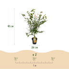 Green boutiQ - Plante de jardin - Acer palmatum Katsura - Érable japonais - Caduc - Vert - 1 - Pot 26cm - Hauteur 90cm
