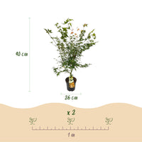 Green boutiQ - Tuinplant - Acer palmatum Katsura - Japanse Esdoorn - Bladverliezend - Groen - 1 - Pot 26cm - Hoogte 90cm