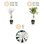 Green boutiQ - Plante sur tige - Magnolia stellata - Plante de terrasse - Caduc - Rustique - Fleur blanche - Pot 19cm Hauteur 90cm
