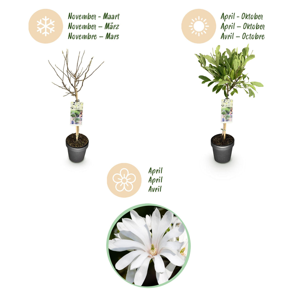 Green boutiQ - Plante sur tige - Magnolia stellata - Plante de terrasse - Caduc - Rustique - Fleur blanche - Pot 19cm Hauteur 90cm
