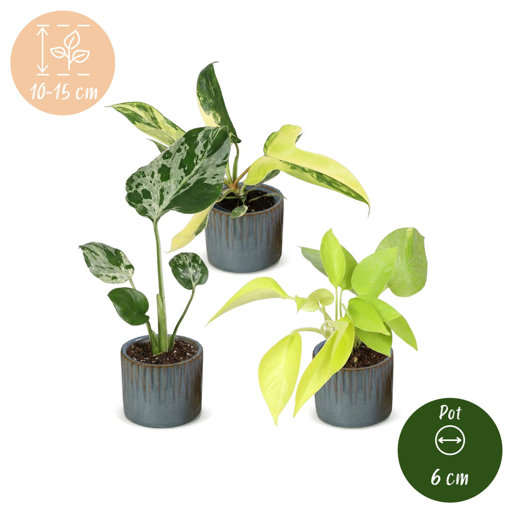 3x Baby Tropical Mix - Various colours - Tropical - incl. Linnea Misty Blue - Ø6cm - ↕10-15cm