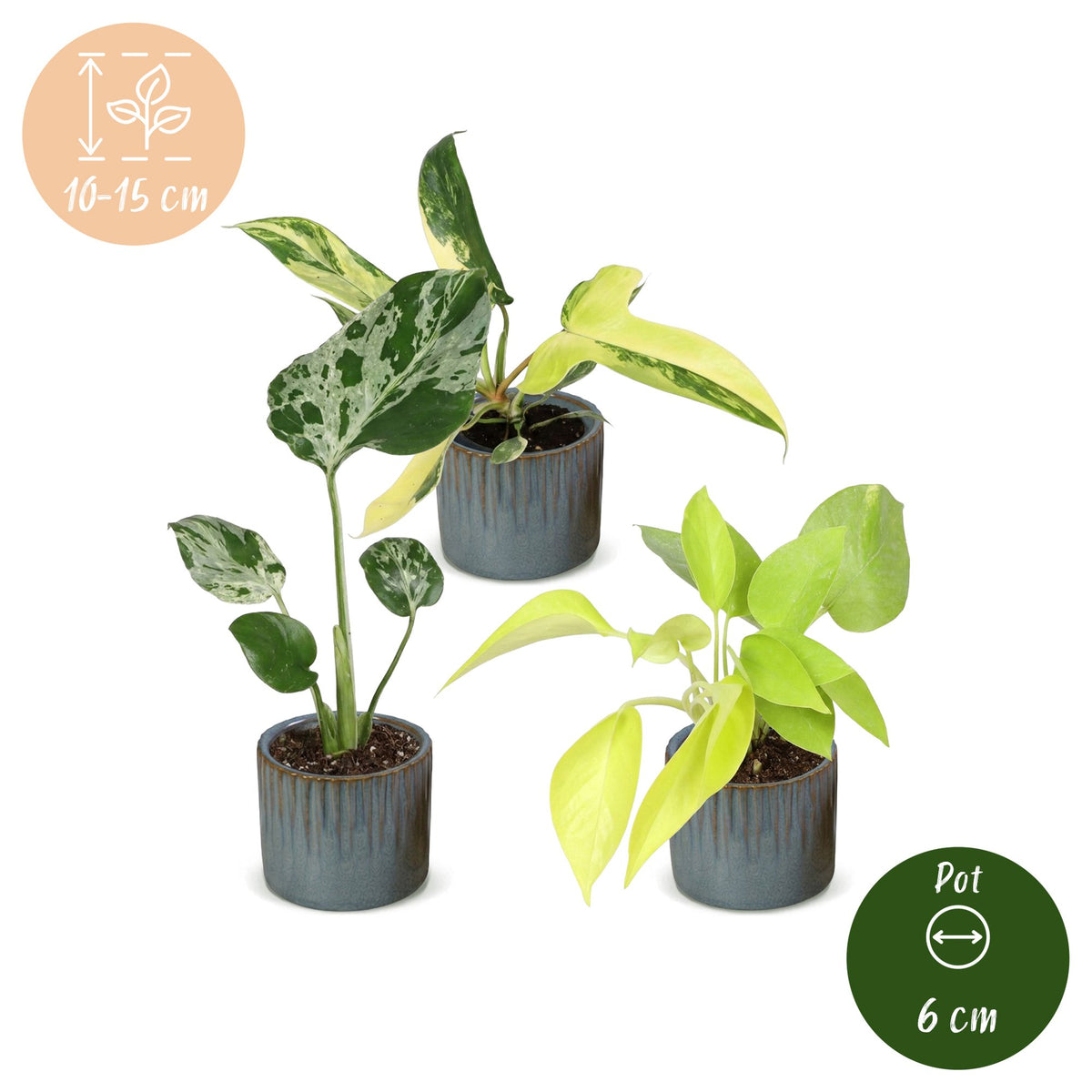 3x Baby Tropical Mix - Various colours - Tropical - incl. Linnea Misty Blue - Ø6cm - ↕10-15cm
