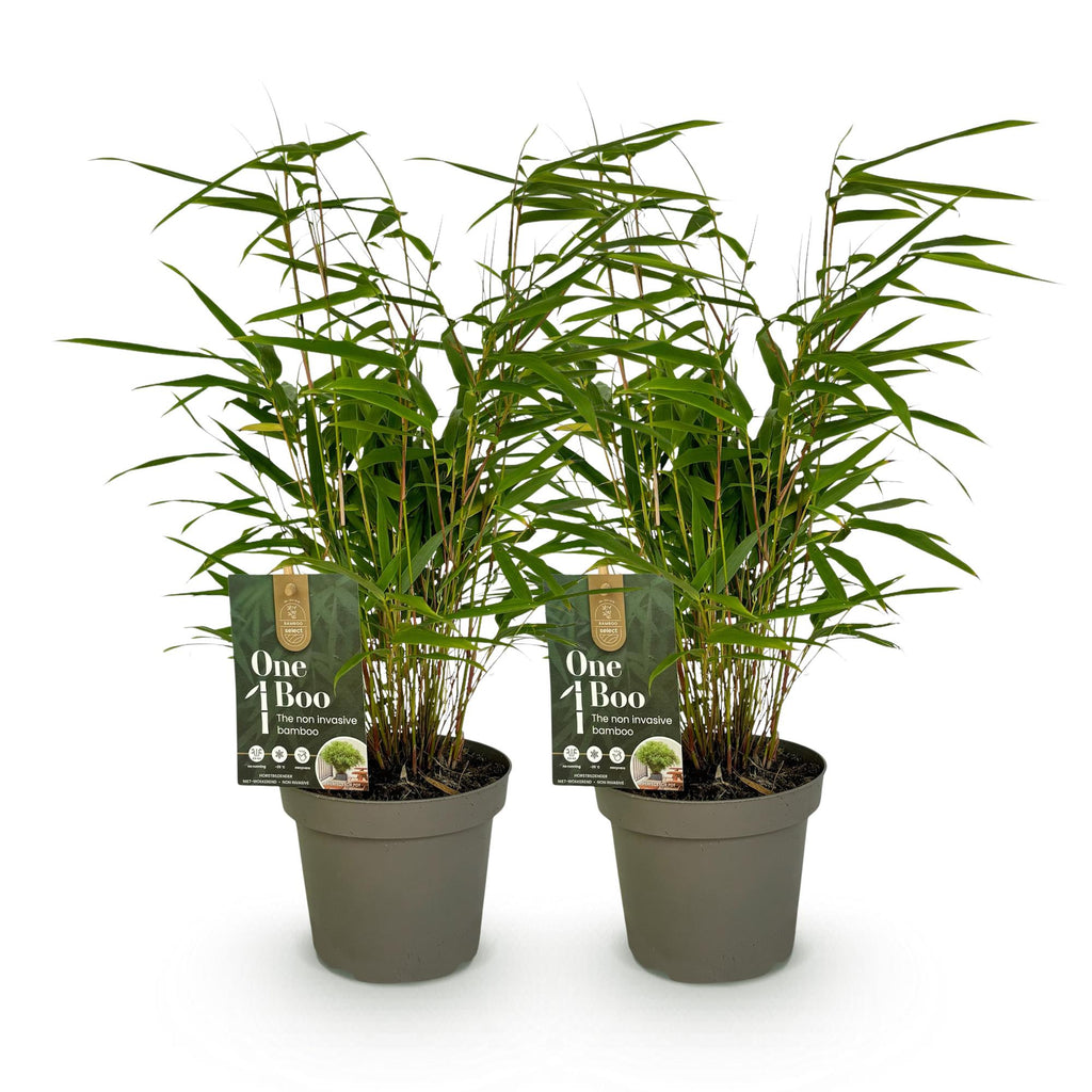Green boutiQ - Bambou - Fargesia rufa - Vert - 2 Plantes - Persistant - Non traçant - Pot 14cm Hauteur 35cm