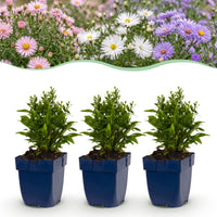 Green boutiQ - Vasteplant - Aster Tricolour - Zee Aster - Bijen en Vlinderlokkers - Paars - Roze - Wit - 6 Planten - Pot 11cm - Hoogte 15-25cm