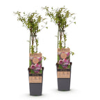 Green boutiQ - Plant fruitier - Vaccinium cor. Pink Lemonade - Myrtille rose - Rustique - Baie rose - 2 plantes - Pot 15cm - Hauteur 50cm