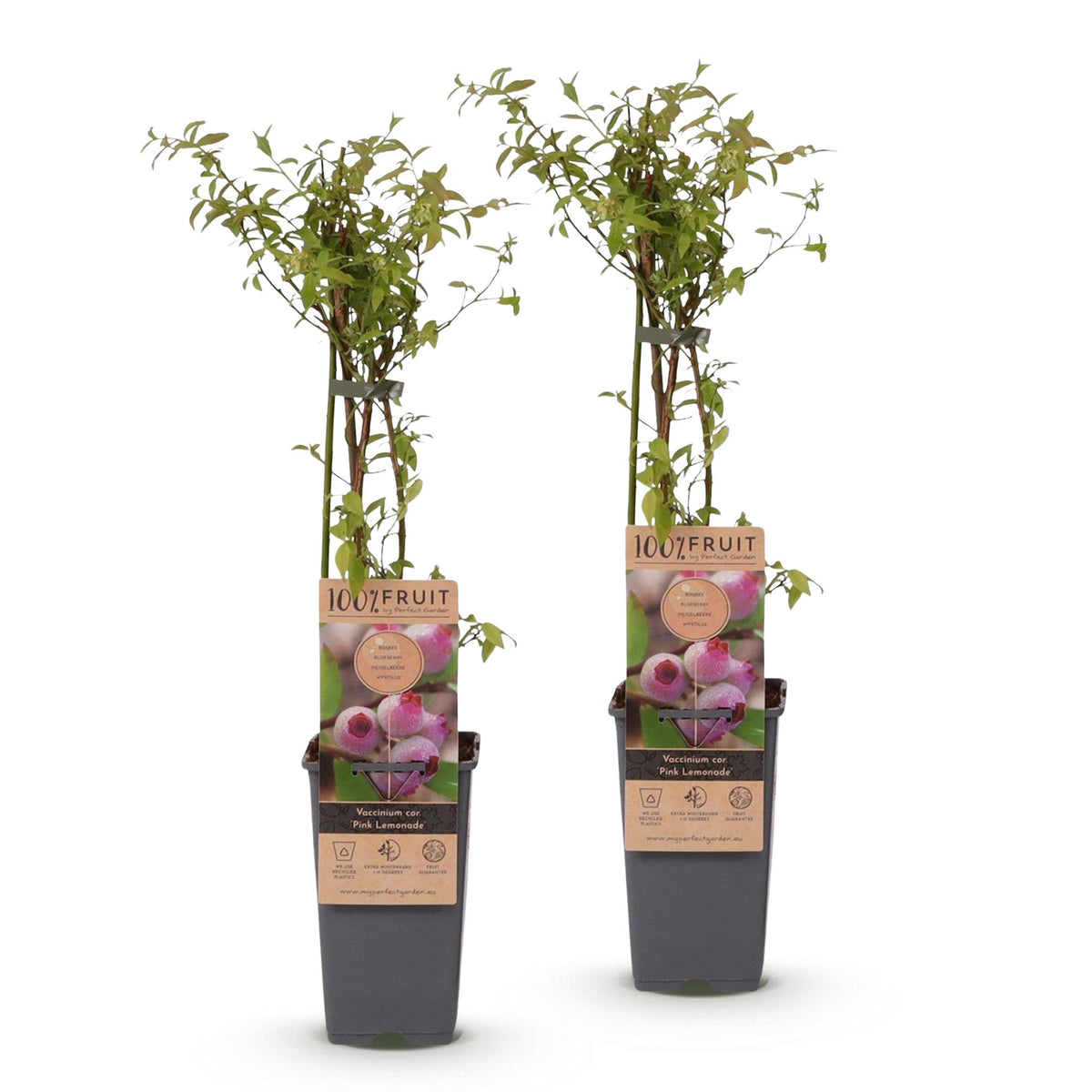 Green boutiQ - Plant fruitier - Vaccinium cor. Pink Lemonade - Myrtille rose - Rustique - Baie rose - 2 plantes - Pot 15cm - Hauteur 50cm