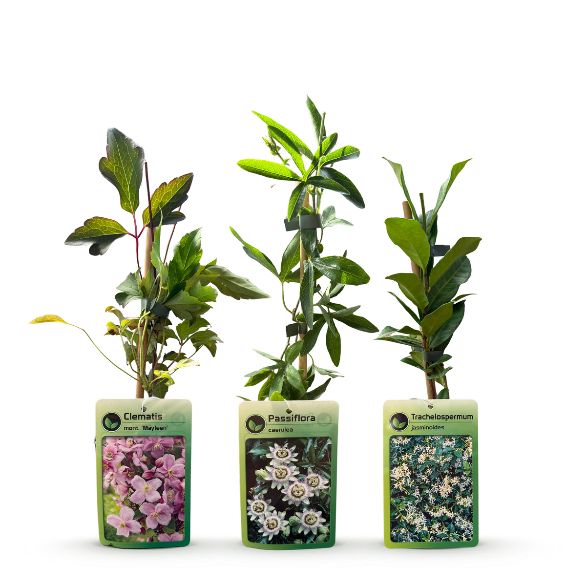 6x Klimplaten Tricolor Colourfull - Tricolor climbing plant - Light Pink - White - Purple - Climber - Ø9cm - ↕35cm
