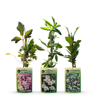 6x Klimplaten Tricolor Colourfull - Tricolor climbing plant - Light Pink - White - Purple - Climber - Ø9cm - ↕35cm